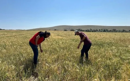 Kırşehir’de hububat alanlarında zararlı takibi kararlılıkla sürdürülüyor