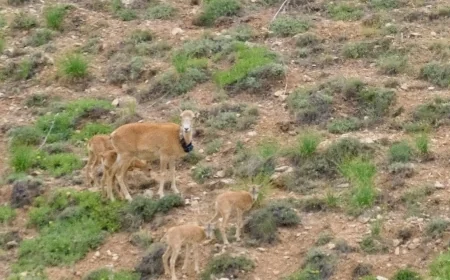 Anadolu Yaban Koyunları Kırşehir'de yavrularıyla büyüyor
