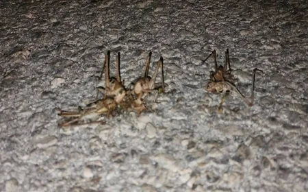 Yüzlerce çekirge yolu istila etti