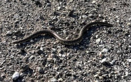 Avını boğarak öldürüyor: Erzincan’da görüntülendi