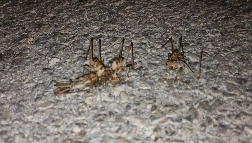 Yüzlerce çekirge yolu istila etti
